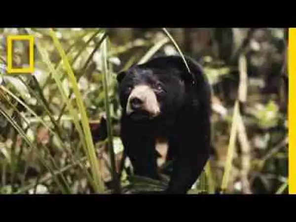 Video: See Why This Little Sun Bear